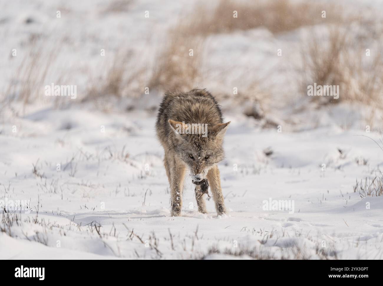 Coyote (Canis latrans) a caccia in inverno, con un topo campagnolo appena catturato tra le fauci Foto Stock