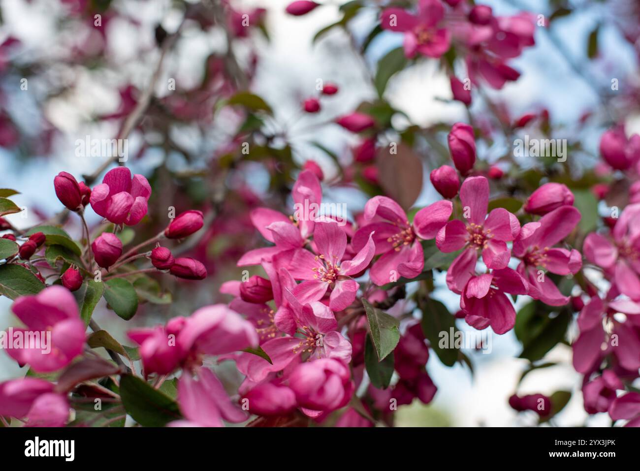 Vista ravvicinata dei delicati fiori di mele di granchio rosa europeo in piena fioritura, che mostrano la loro bellezza naturale Foto Stock