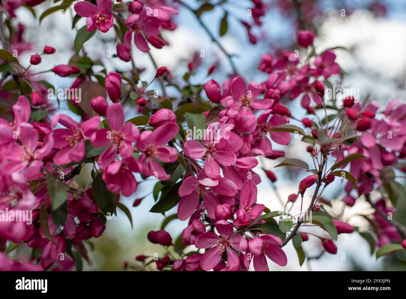 Vista ravvicinata dei delicati fiori di mele di granchio rosa europeo in piena fioritura, che mostrano la loro bellezza naturale Foto Stock