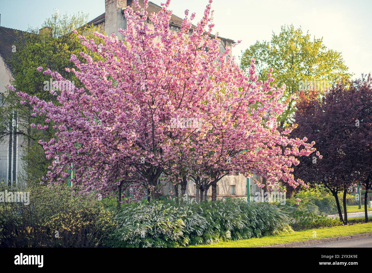 Una vista a tutta altezza di un albero di ciliegio rosa in fiore, che mostra la sua vibrante bellezza Foto Stock Una vista a tutta altezza di un albero di ciliegio rosa in fiore, che mostra la sua vibrante bellezza Foto Stock