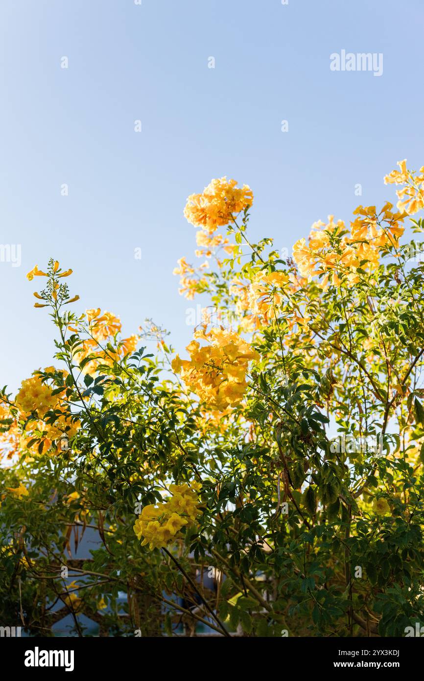 Fiori gialli luminosi che fioriscono sotto un cielo azzurro Foto Stock