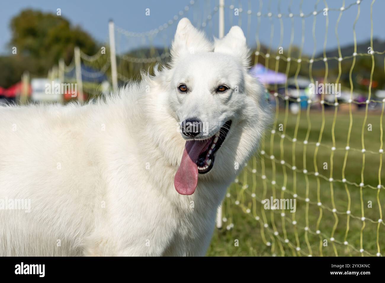 White Shepherd Mixed Breed Dog Running Lure Course Sprint Dog Sport Foto Stock