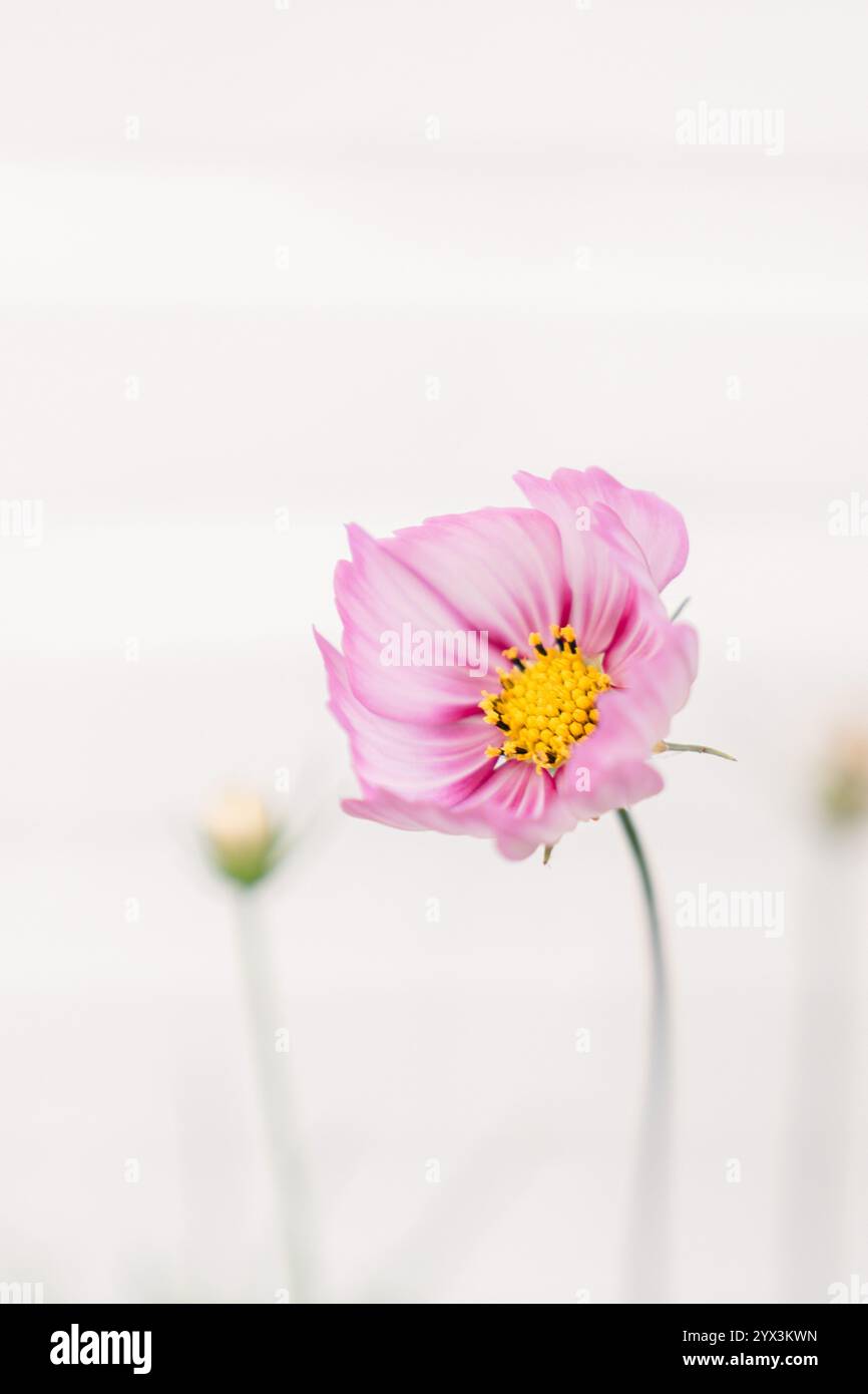 morbido e bizzarro fiore rosa contro pareti bianche sfocate Foto Stock