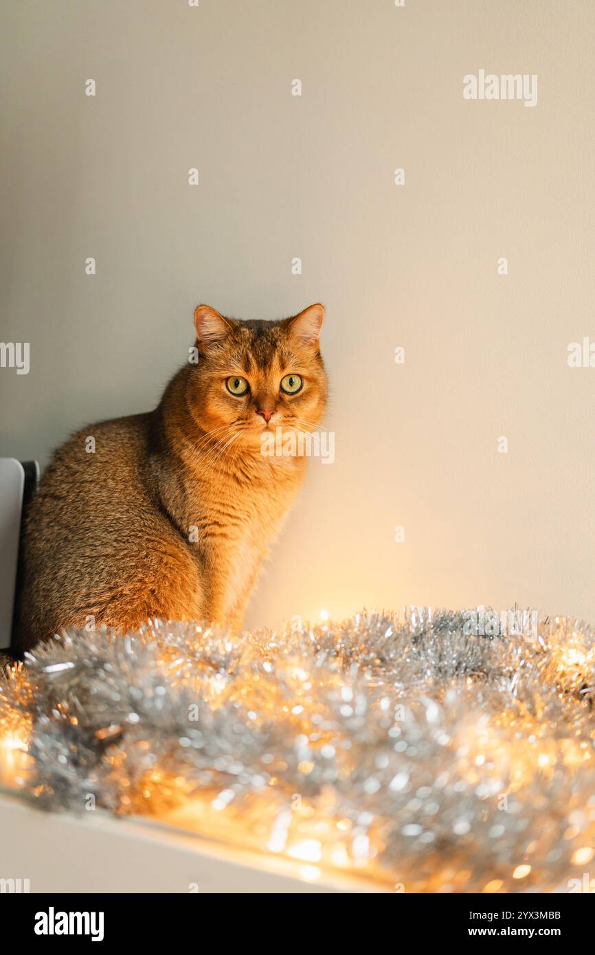 Gatto di zenzero su sfondo neutro con decorazioni natalizie Foto Stock