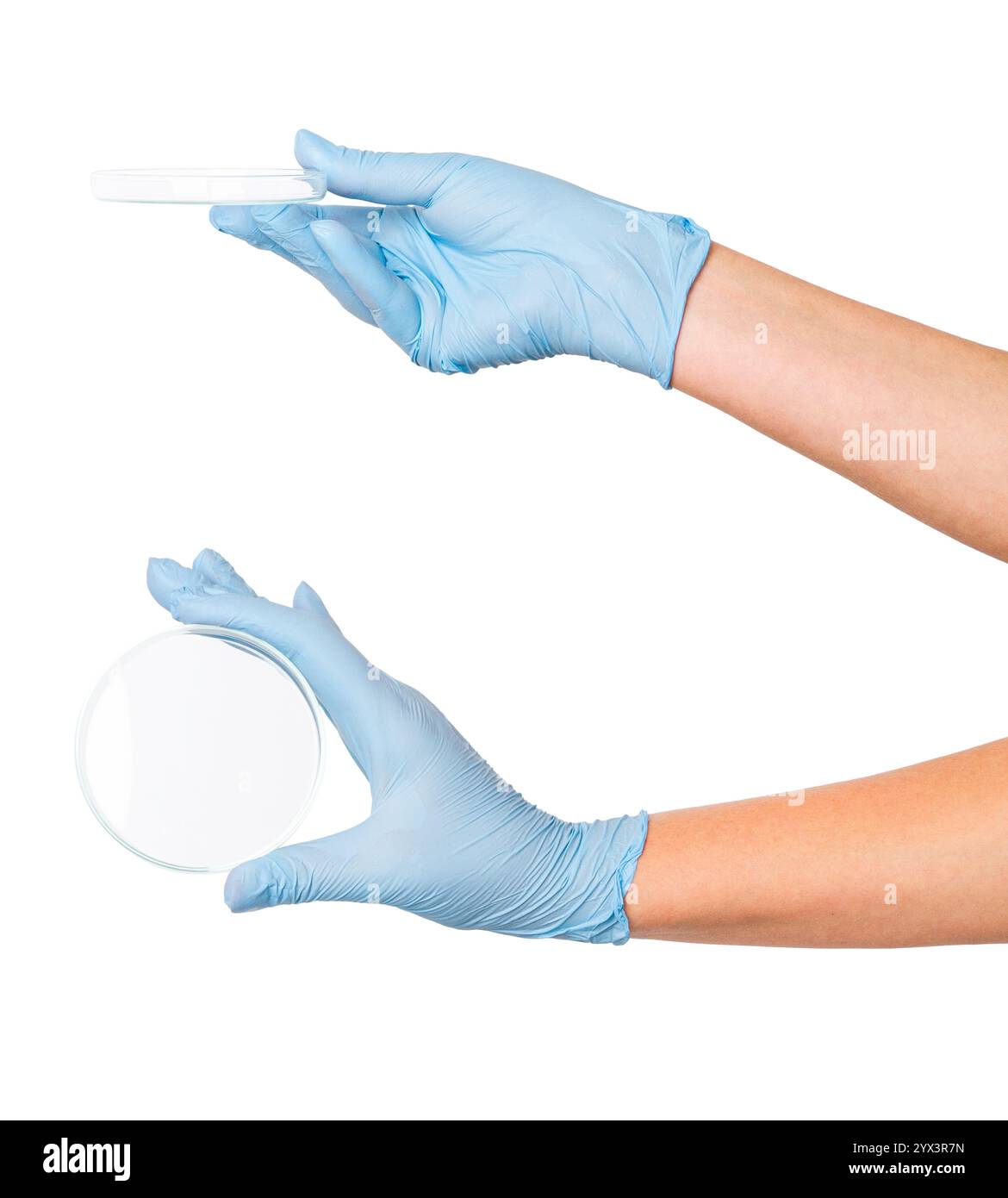 Set di mani in guanti per uso medico con una piastra Petri vuota su uno sfondo vuoto. Uso in laboratorio, microbiologia, ricerca scientifica. Foto Stock