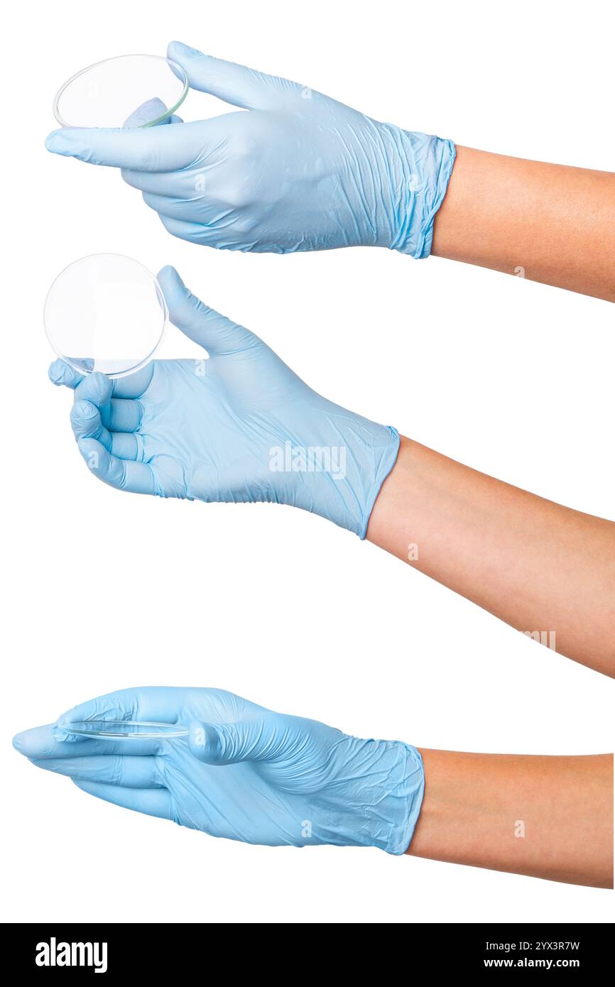Set di mani in guanti per uso medico con una piastra Petri vuota su uno sfondo vuoto. Uso in laboratorio, microbiologia, ricerca scientifica. Foto Stock