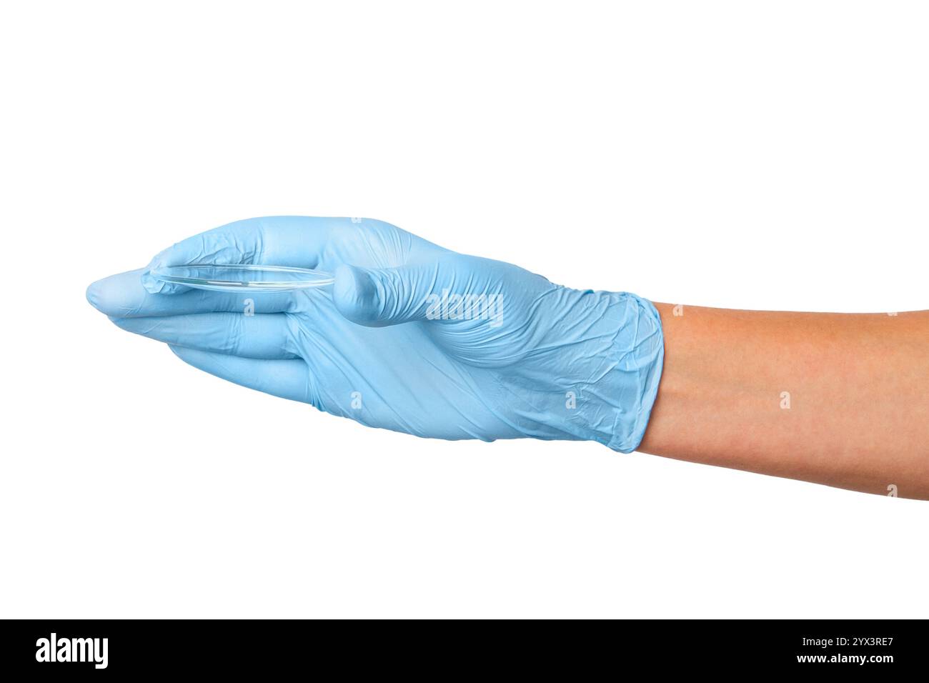 Consegnare i guanti medici tenendo una piccola capsula di Petri su uno sfondo vuoto. Uso in laboratorio, microbiologia, ricerca scientifica. Foto Stock