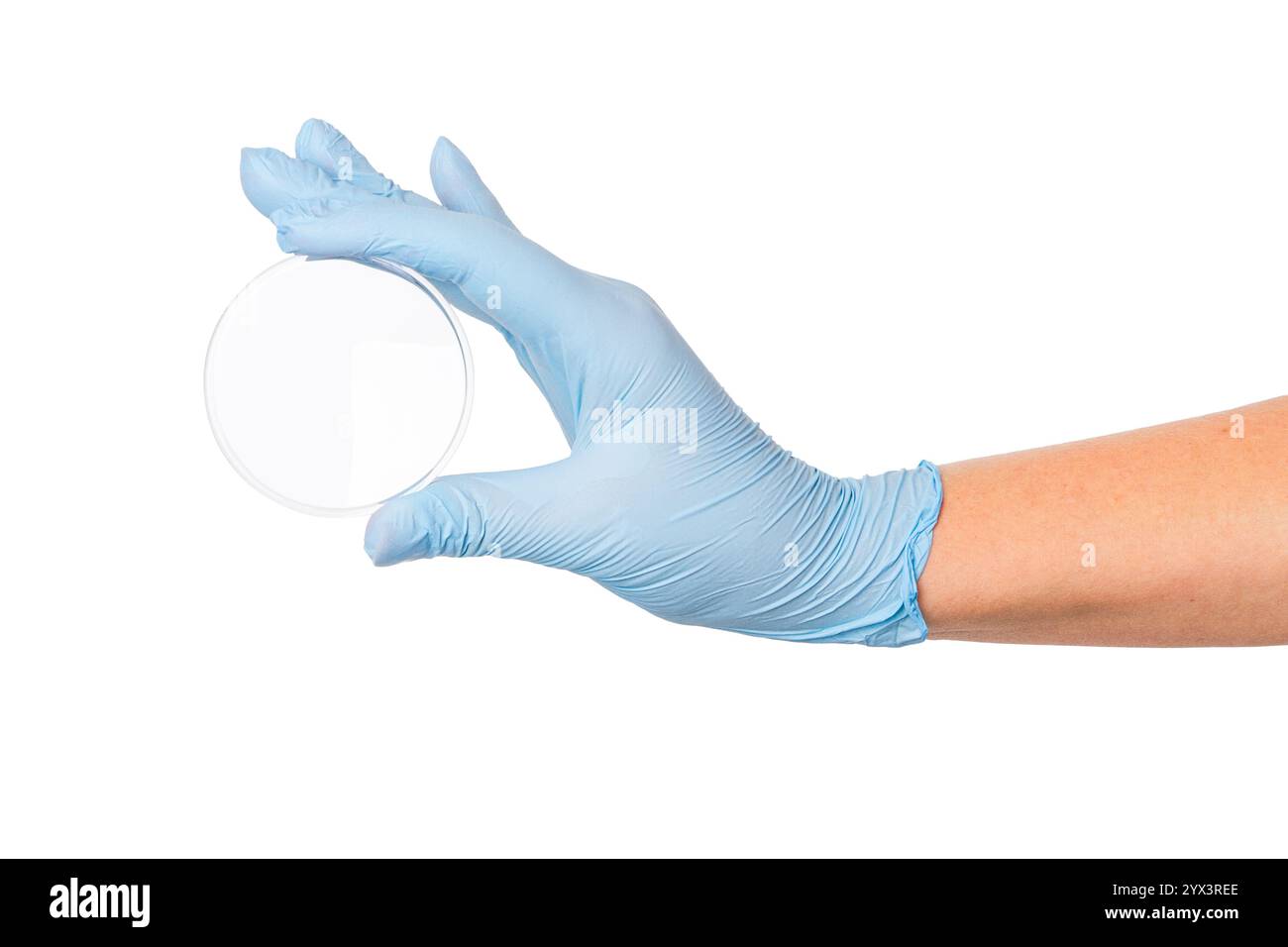 Consegnare i guanti medici tenendo una piccola capsula di Petri su uno sfondo vuoto. Uso in laboratorio, microbiologia, ricerca scientifica. Foto Stock