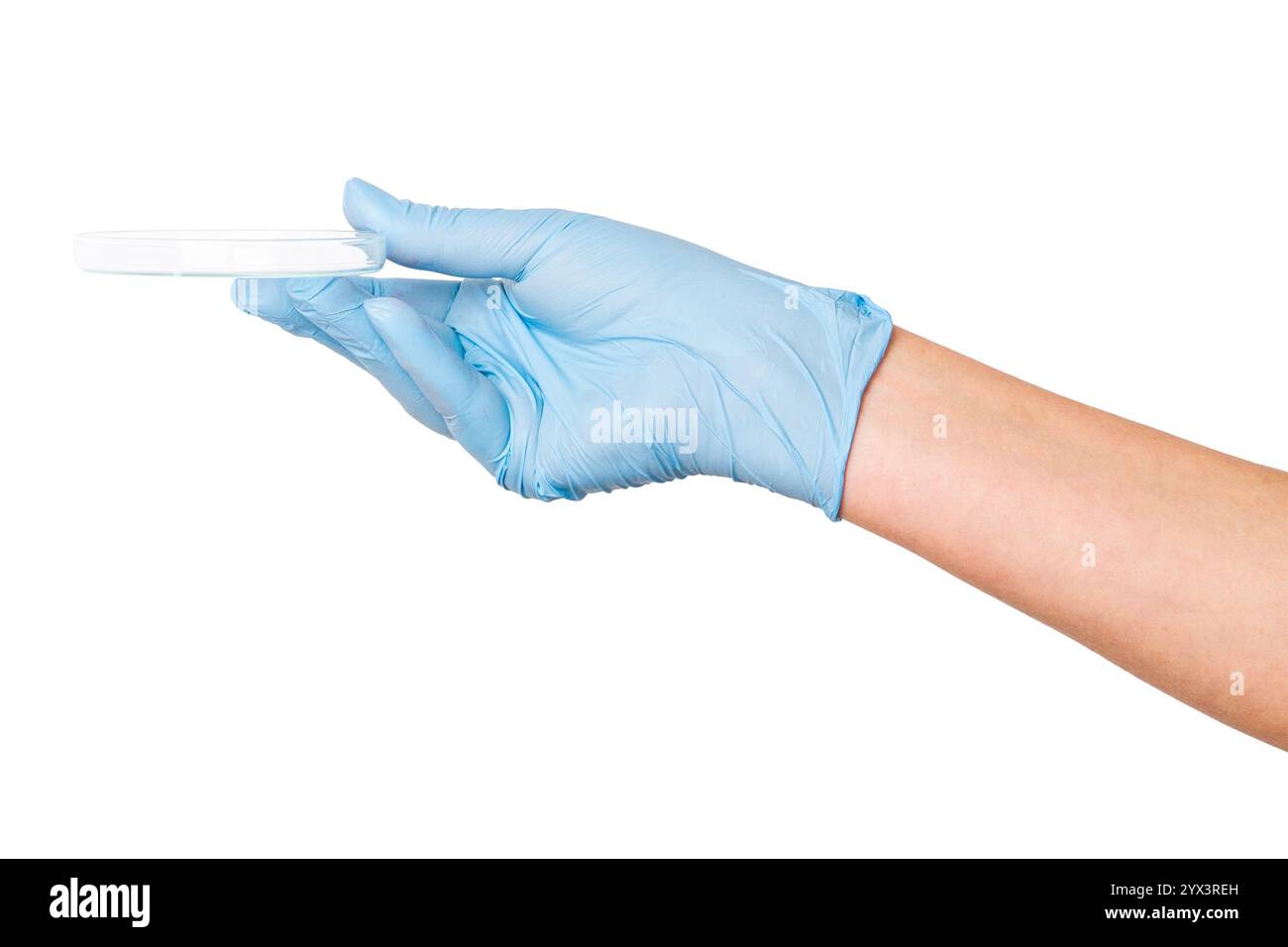 Consegnare i guanti medici tenendo una piccola capsula di Petri su uno sfondo vuoto. Uso in laboratorio, microbiologia, ricerca scientifica. Foto Stock