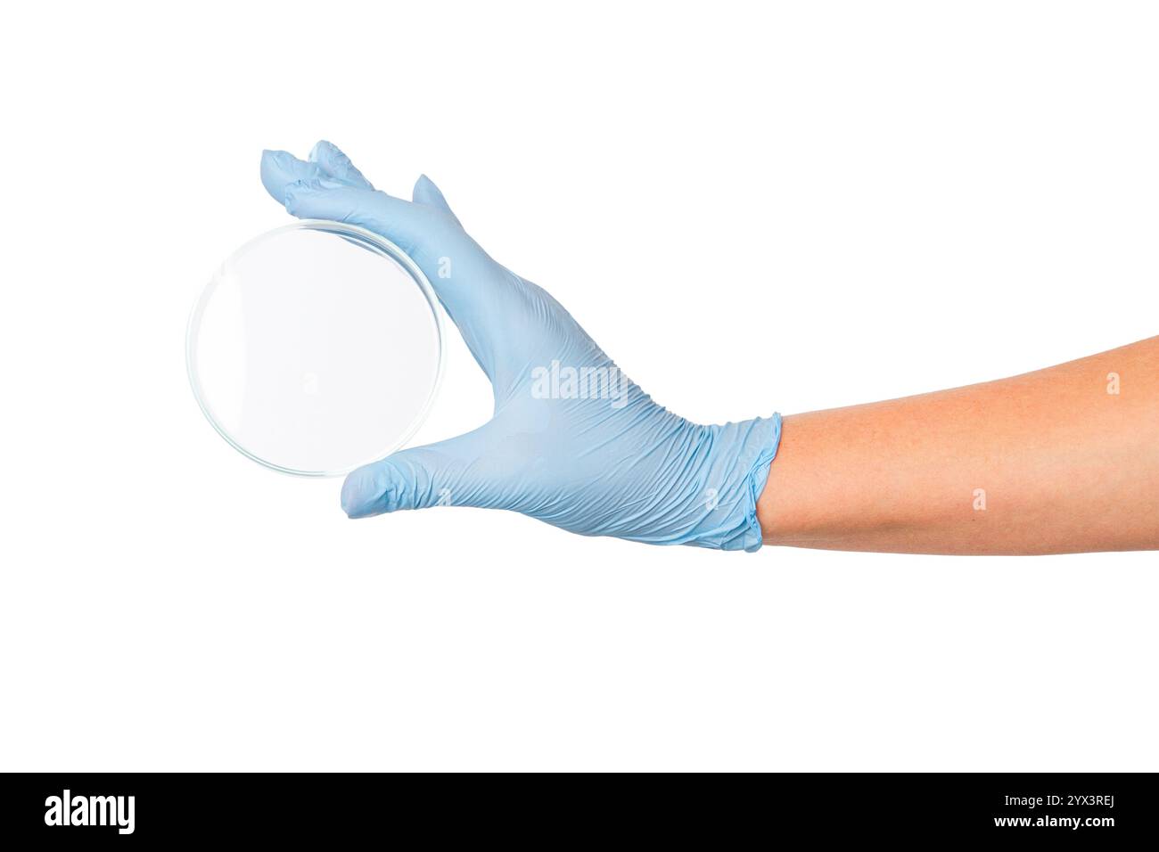 Consegnare i guanti medici tenendo una piccola capsula di Petri su uno sfondo vuoto. Uso in laboratorio, microbiologia, ricerca scientifica. Foto Stock