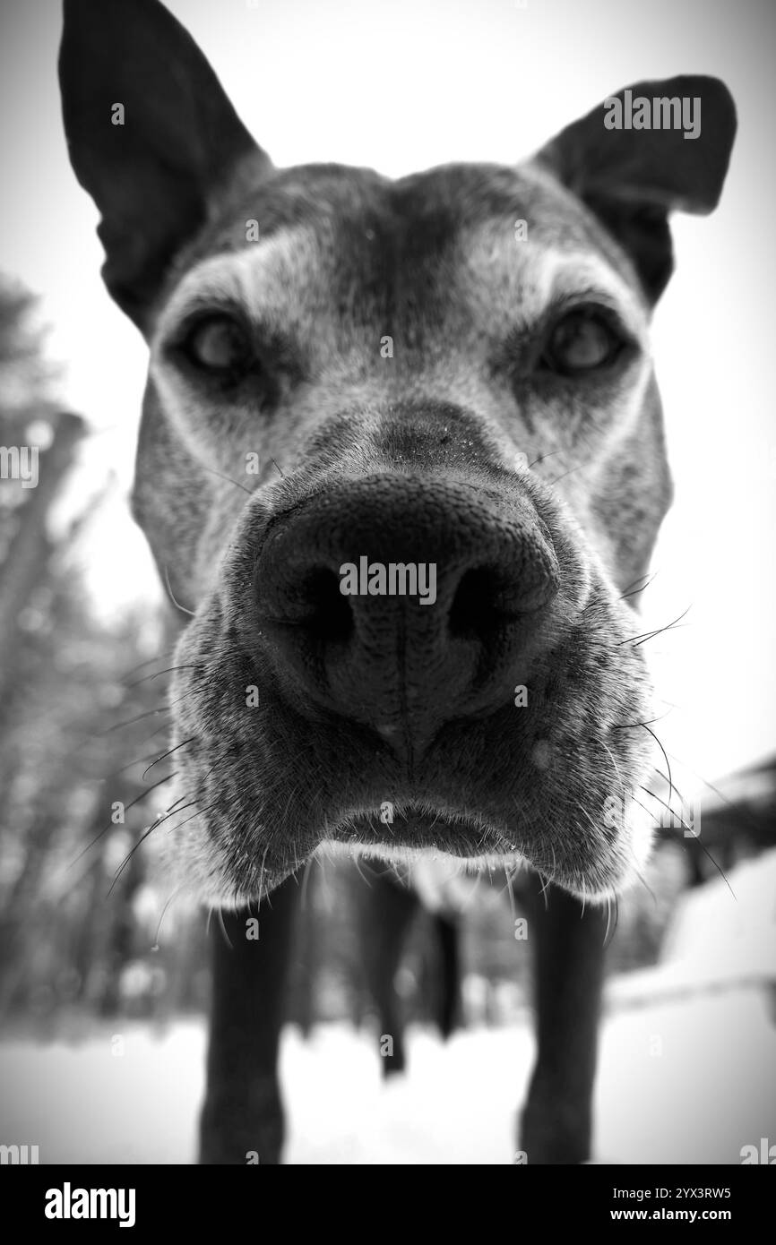 Il mio miglior orso, un cane di 14 anni che non è più con noi. Era un pugile di pitbull e un cane meraviglioso. Preso nel mio cortile posteriore con la neve a terra Foto Stock