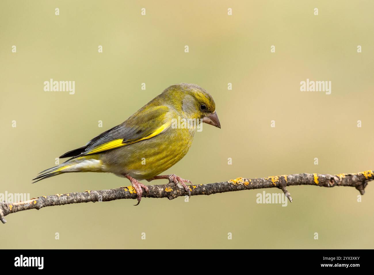 Greenfinch maschio (Chloris chloris) appollaiato sul ramoscello. Mijas, provincia di Malaga, Andalusia, Spagna. Foto Stock