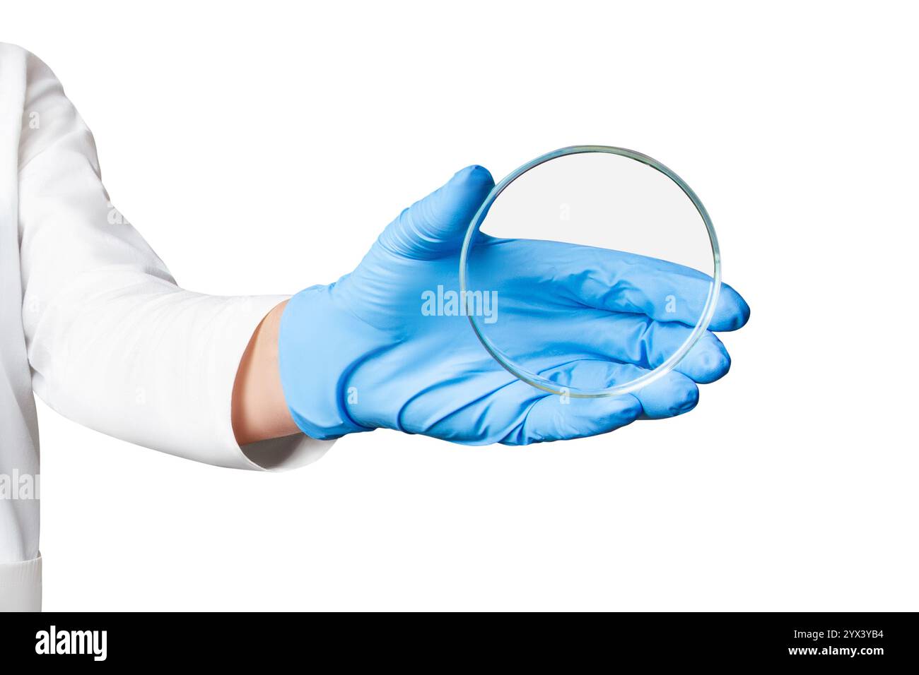 Medico o tecnico di laboratorio che tiene una piastra Petri su uno sfondo vuoto per presentazioni mediche, marketing di laboratorio e progetti relativi all'assistenza sanitaria. Foto Stock