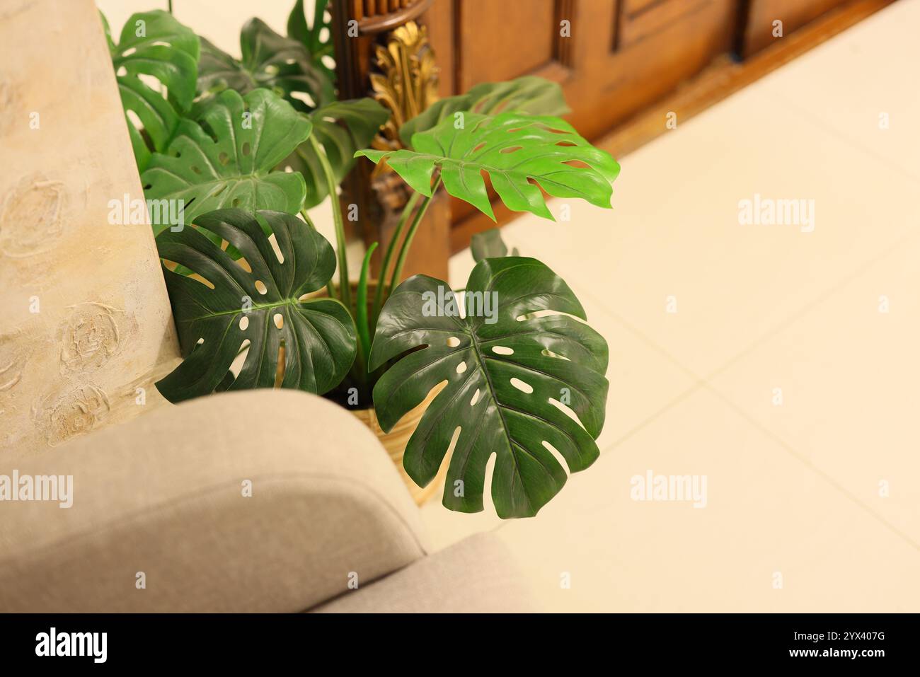 Un elegante e splendido allestimento per piante al coperto che mostra splendide foglie di Monstera Foto Stock