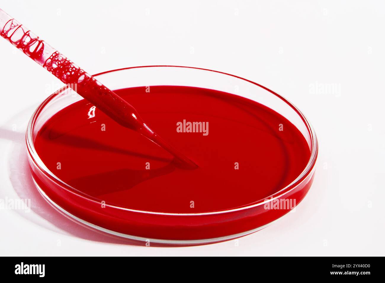 Pipetta per sangue e analisi del sangue in piastra Petri di laboratorio Foto Stock