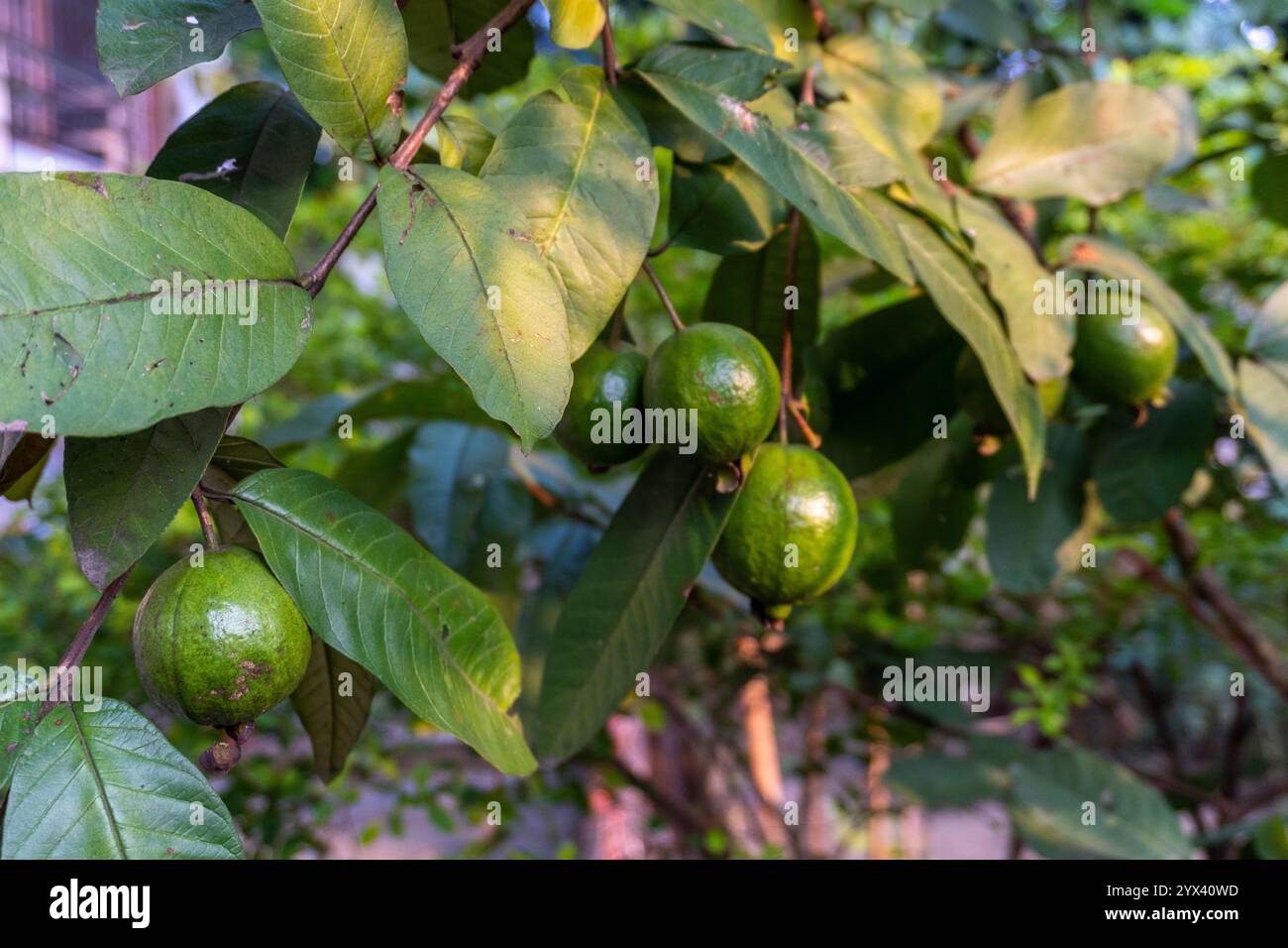 Deliziati con la vista di giovani frutti verdi di guava che crescono in gruppi, catturati in un giardino biologico indiano che enfatizza la freschezza dalla fattoria alla tavola. Foto Stock