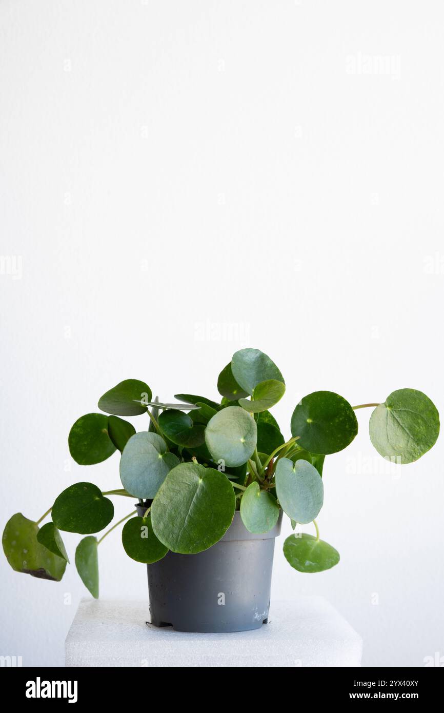Primo piano della pianta al coperto di Pilea peperomioides, chiamata anche la pianta cinese del denaro che cresce in un vaso con sfondo bianco Foto Stock