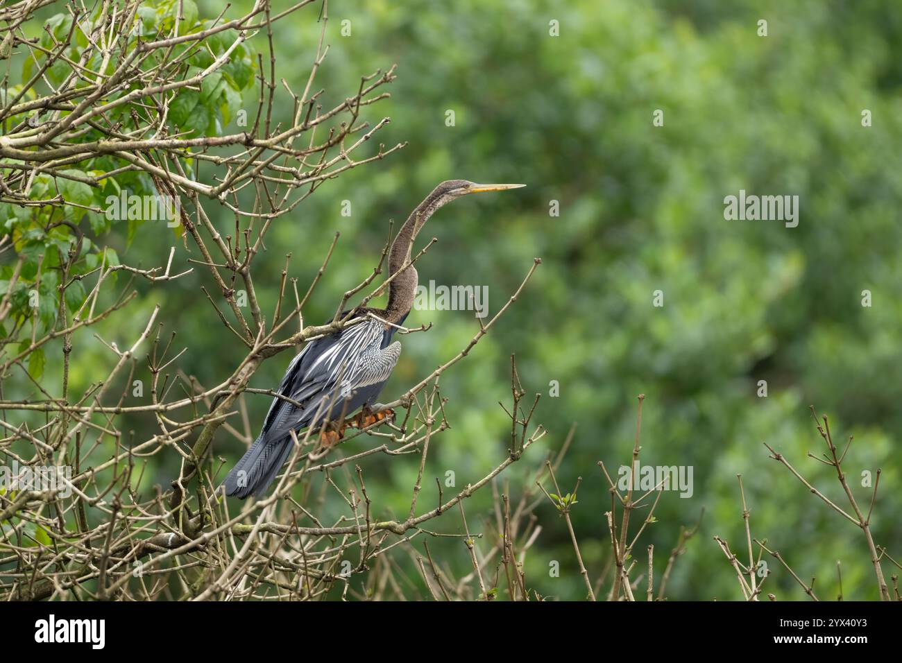 Un darter orientale arroccato su un albero arido in natura. Sono anche chiamati Anhinga melanogaster. Foto Stock