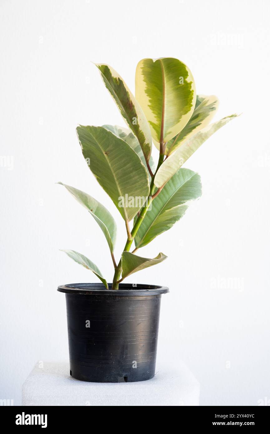 Ficus elastica tineke o pianta di gomma variegata che cresce in una pentola con sfondo bianco e luce naturale. Foto Stock