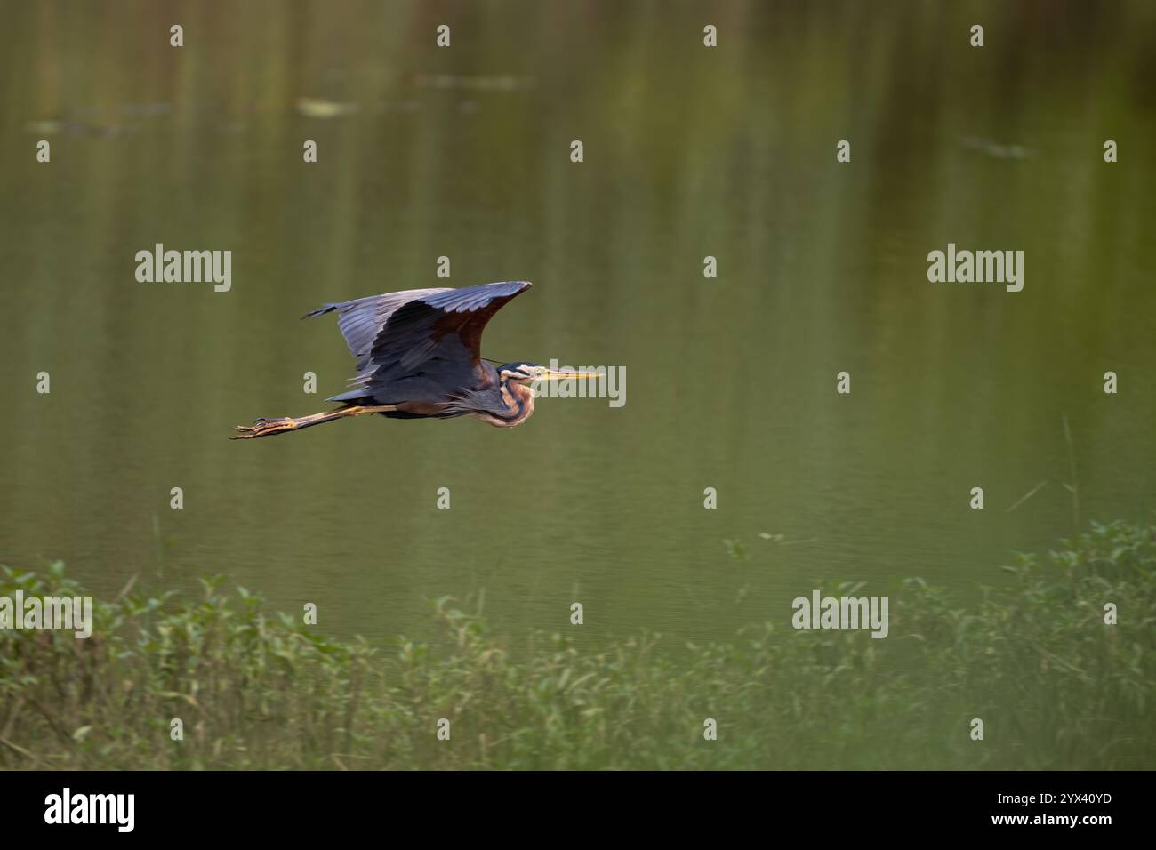 Un unico e maestoso airone viola volando con grazia sopra un lago alla luce del giorno. Sono anche chiamati Ardea purpurea. chiamata Foto Stock