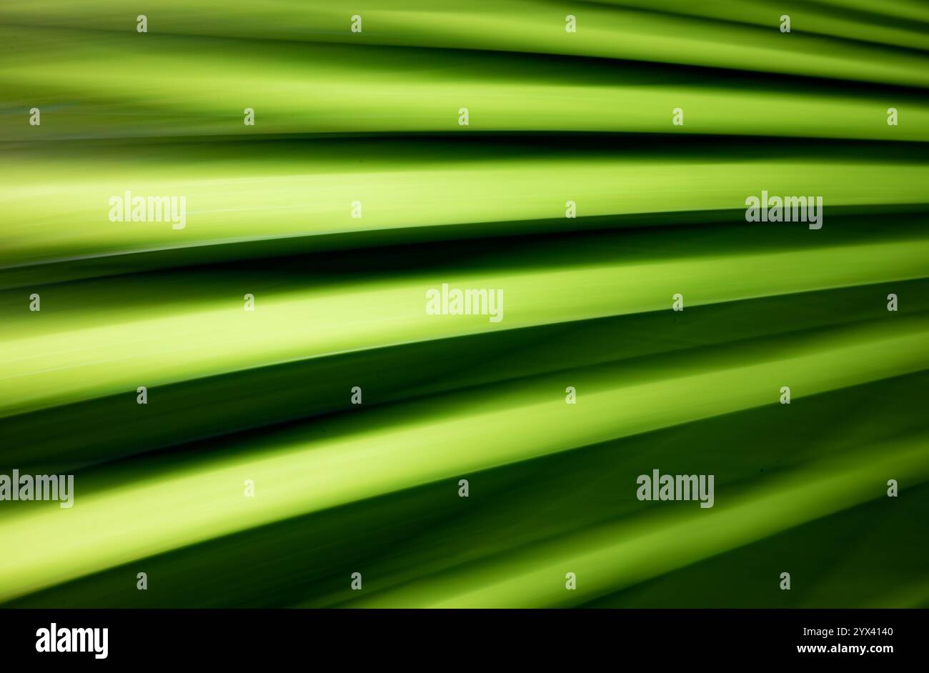 Arte astratta a lunga esposizione. Fotografia con movimento della fotocamera. Linee sfocate di piante naturali. Paesaggio irreale. Foto Stock