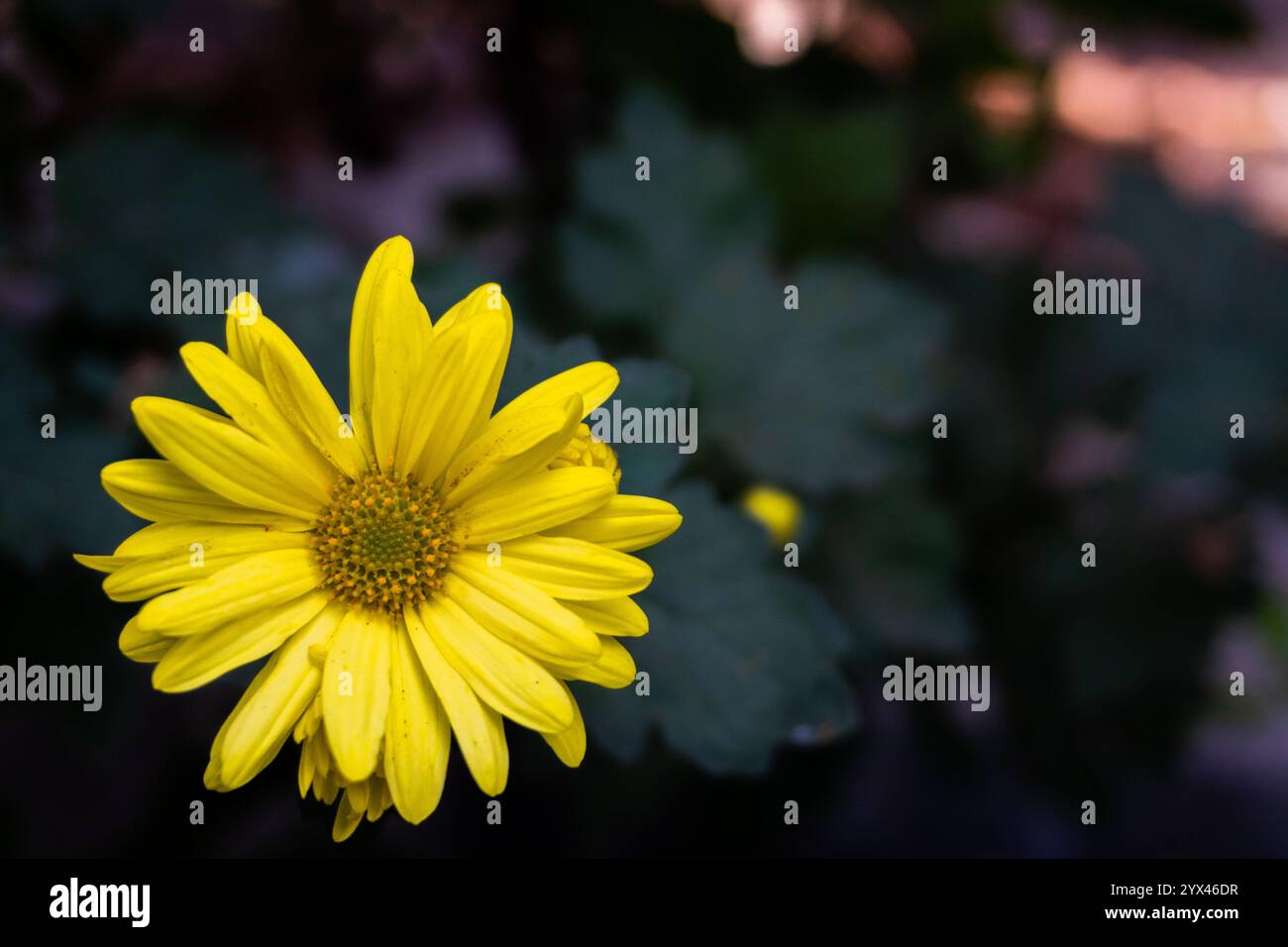 Osserva la vibrante bellezza dei crisantemi gialli, comunemente noti come Guldavari, che fioriscono in grappoli nei giardini organici dell'India settentrionale. Foto Stock Osserva la vibrante bellezza dei crisantemi gialli, comunemente noti come Guldavari, che fioriscono in grappoli nei giardini organici dell'India settentrionale. Foto Stock