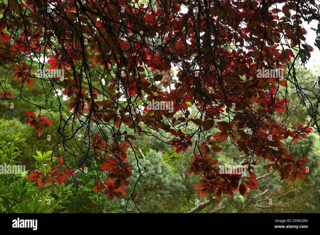 Fogliame estivo rosso di prugna ciliegia nera Prunus cerasifera "Nigra" giardino britannico luglio Foto Stock