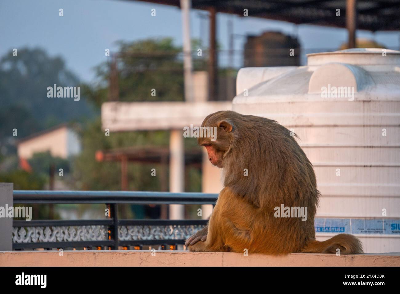 10 dicembre 2024 Dehradun City India. Osserva le scimmie macachi resus maliziose sui tetti urbani, una vista comune che crea fastidio significativo Foto Stock