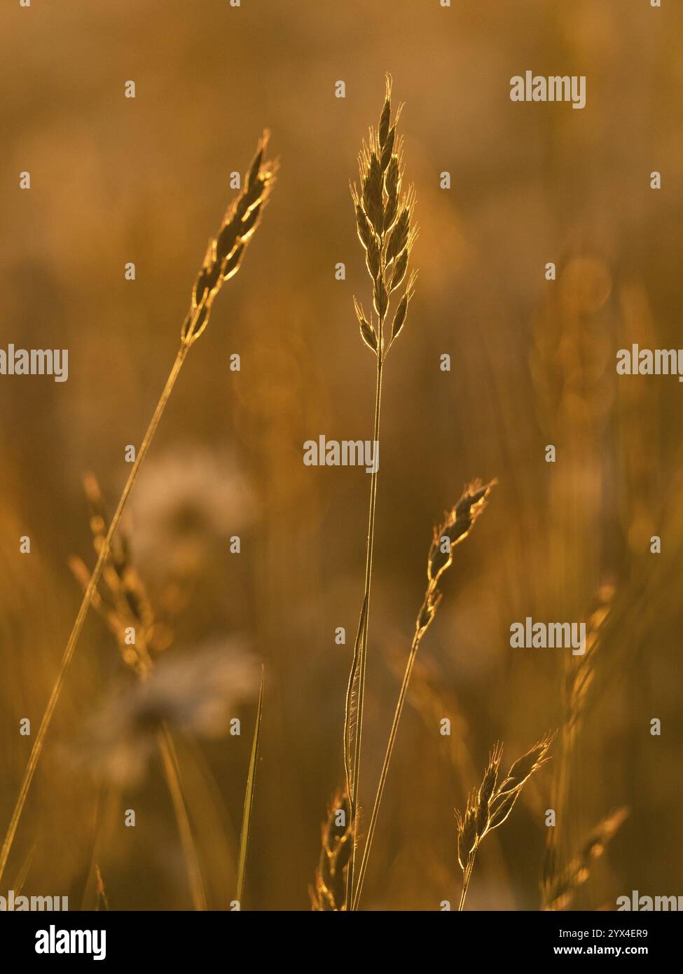 Gambi d'erba con teste fiorite, fotografati contro la luce, in tarda serata calda luce solare, Assia, Germania, Europa Foto Stock