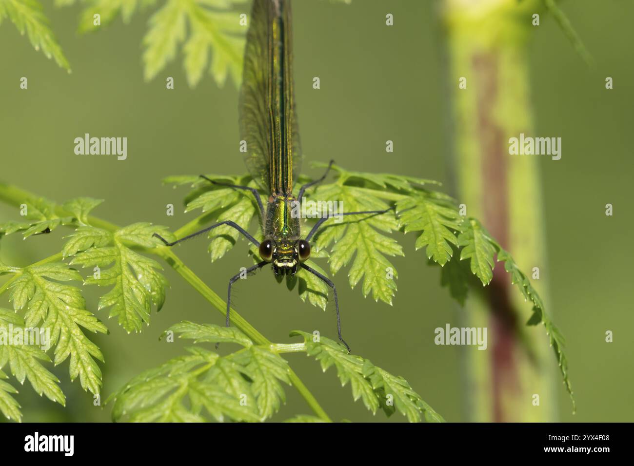 Demoiselle damselfly (Calopteryx splendens) insetto femminile adulto su una foglia di pianta in estate, Inghilterra, Regno Unito, Europa Foto Stock