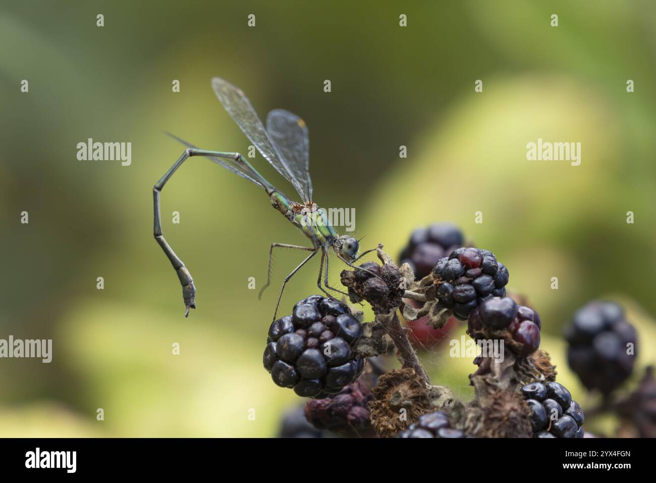 Dannata di smeraldo (Lestes sponsa) insetto adulto su un frutto di mora in estate, Inghilterra, Regno Unito, Europa Foto Stock