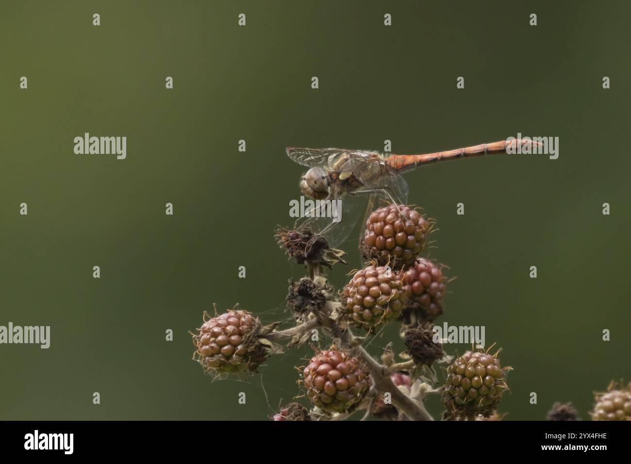 La libellula darter (Sympetrum striolatum) è un insetto maschio adulto su un frutto di mora in estate, Inghilterra, Regno Unito, Europa Foto Stock
