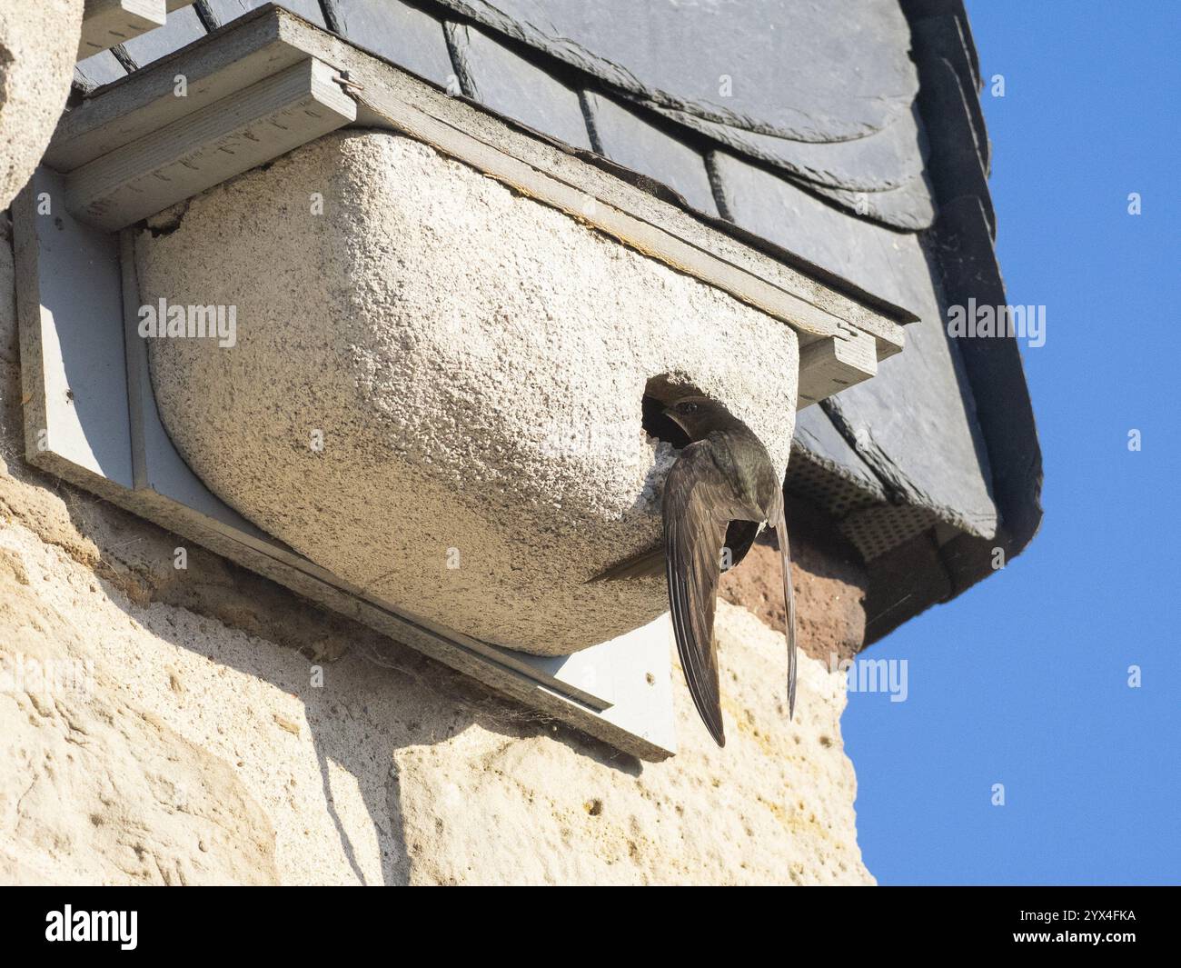 Comune Swift (Apus apu), uccello adulto all'ingresso del suo nido, che è una fila di scatole artificiali che sono state poste sugli speci dell'edificio Foto Stock