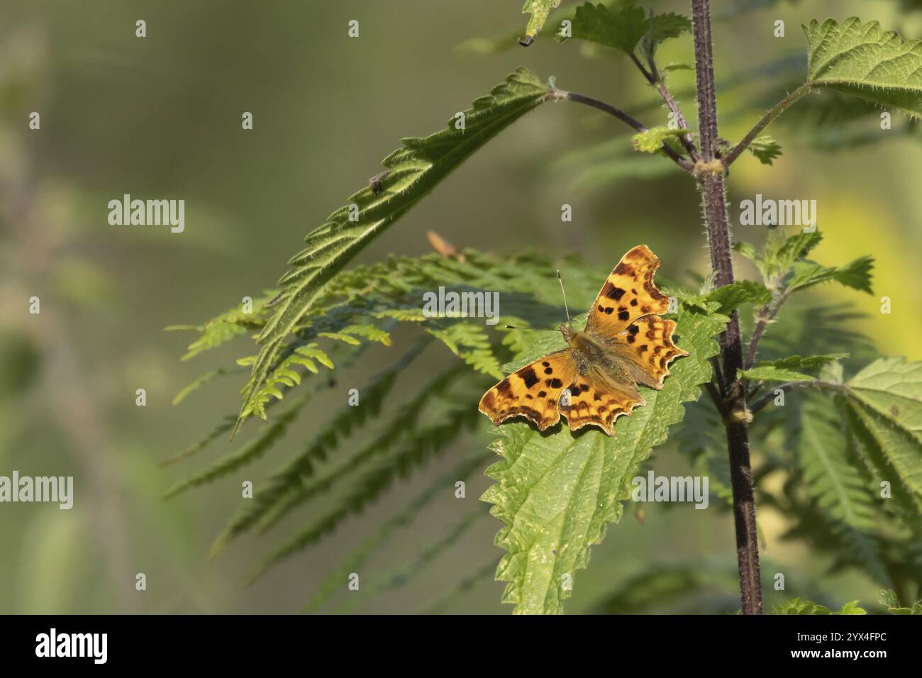 Virgola farfalla (Polygonia c-album) insetto adulto che riposa su una foglia di pianta di ortica in estate, Inghilterra, Regno Unito, Europa Foto Stock