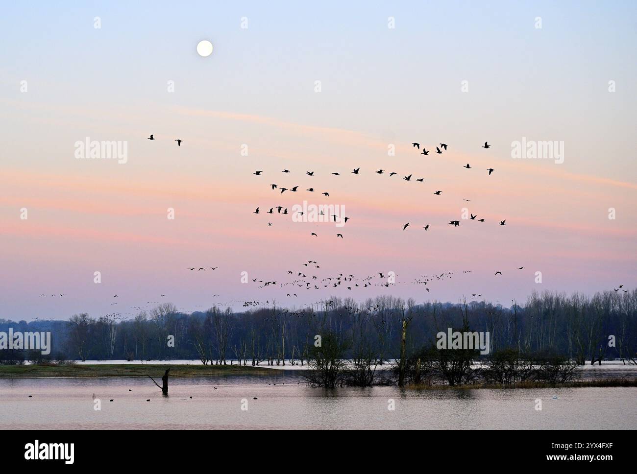 Anser albifrons, un branco di oche selvatiche vola all'alba di fronte alla luna piena, basso Reno, Renania settentrionale-Vestfalia, Germania Foto Stock