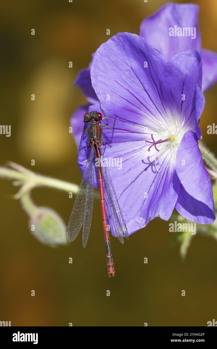 Insetto adulto grande (Pyrrhosoma nymphula) su un giardino fiore viola Geranium in estate, Inghilterra, Regno Unito, Europa Foto Stock