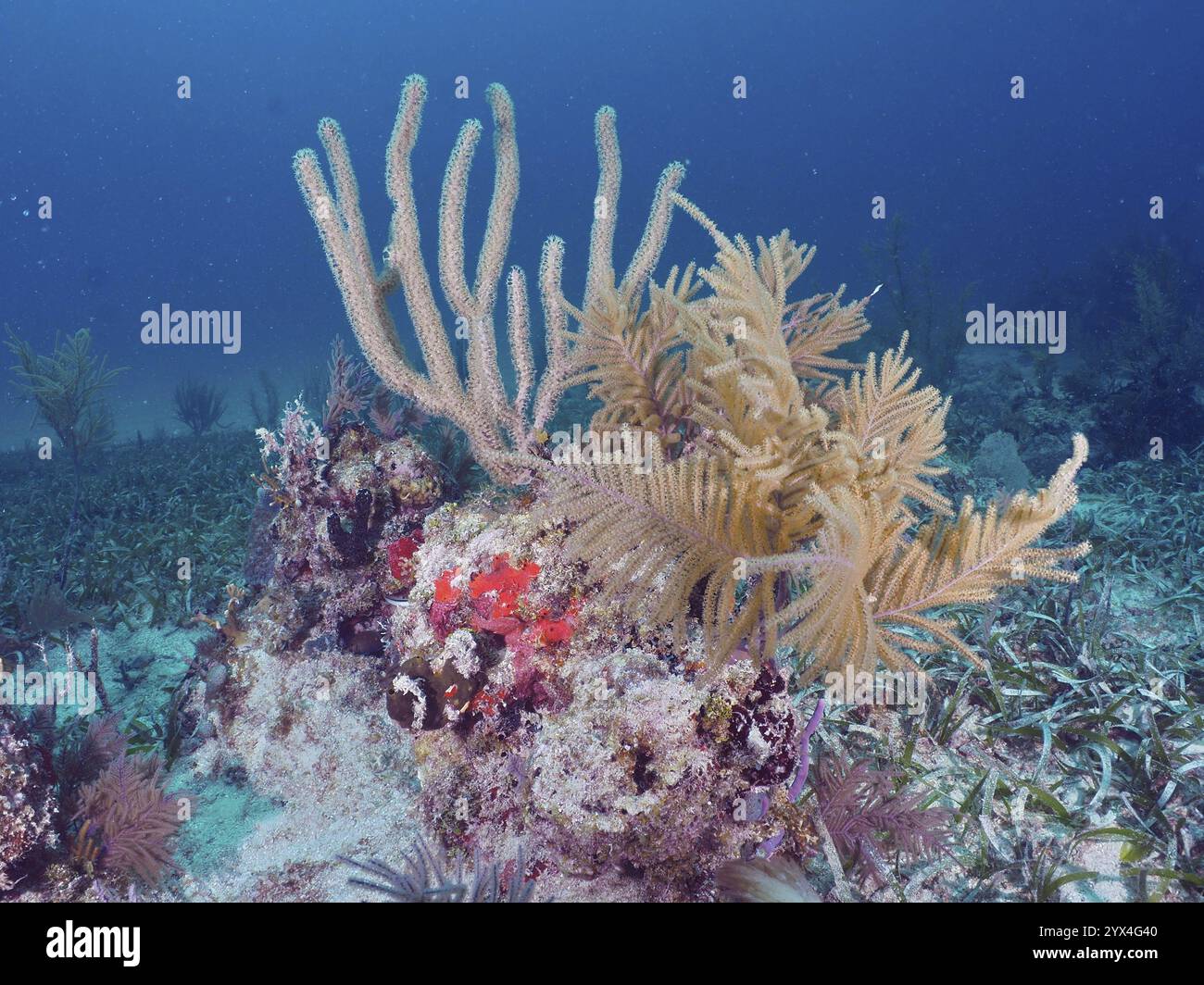 Diverse specie di coralli, gorgonie americane (Antillogorgia americana) e corno poroso (Pseudoplexaura porosa) in una barriera corallina marina vivente, immersioni Foto Stock