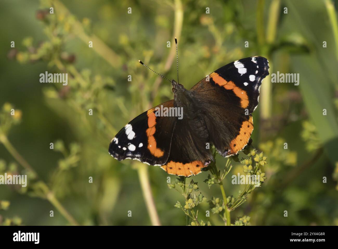 Farfalla ammiraglio rosso (Vanessa atalanta) insetto adulto che riposa su una foglia di pianta in estate, Inghilterra, Regno Unito, Europa Foto Stock