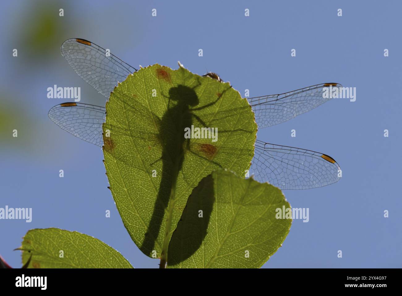 Insetto comune darter (Sympetrum striolatum) adulto su una foglia d'albero in estate, Inghilterra, Regno Unito, Europa Foto Stock