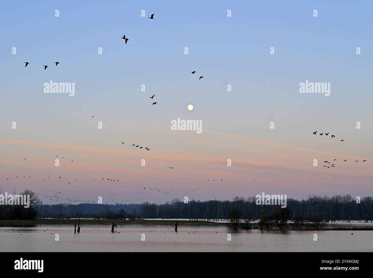 Anser albifrons, un branco di oche selvatiche vola all'alba di fronte alla luna piena, basso Reno, Renania settentrionale-Vestfalia, Germania Foto Stock