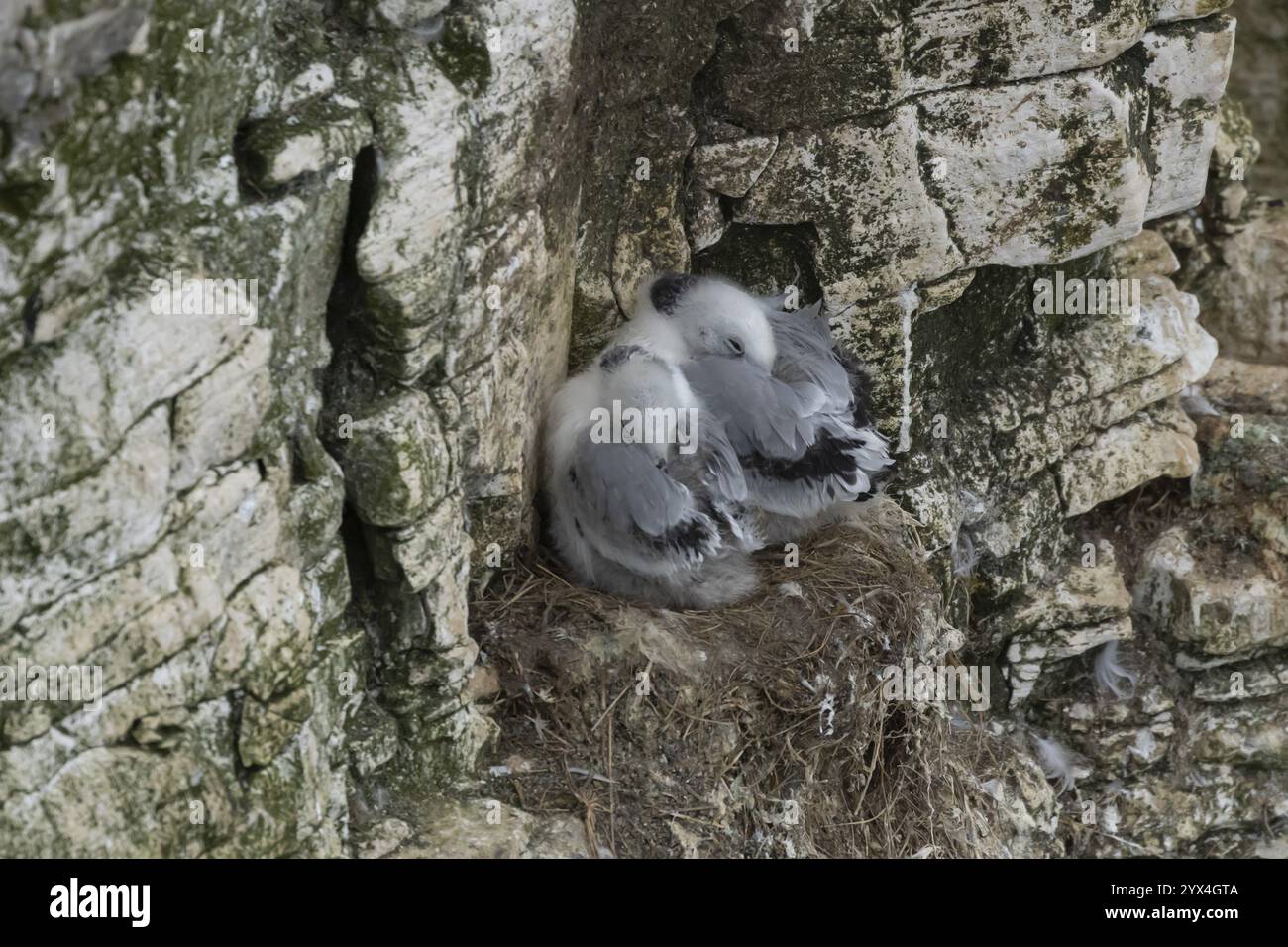 Kittiwake dalle zampe nere (Rissa tridactyla) due piccoli uccelli giovani su un nido su una scogliera, Inghilterra, Regno Unito, Europa Foto Stock