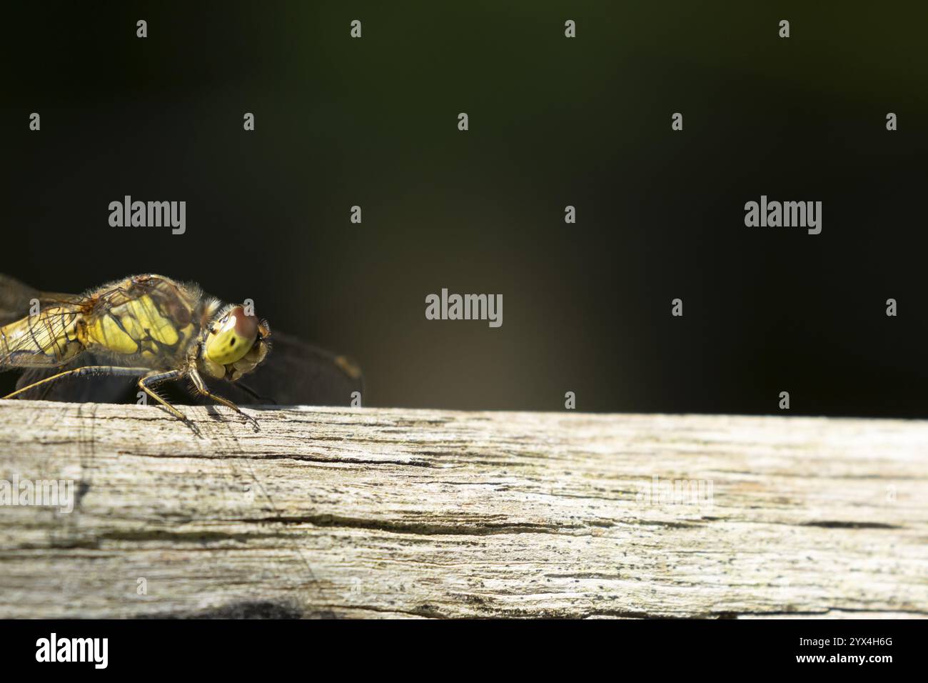La libellula darter comune (Sympetrum striolatum) insetto femminile adulto su una recinzione di legno in estate, Inghilterra, Regno Unito, Europa Foto Stock