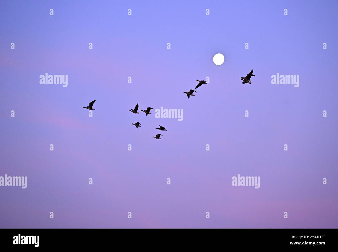 Anser albifrons, un branco di oche selvatiche vola all'alba di fronte alla luna piena, basso Reno, Renania settentrionale-Vestfalia, Germania Foto Stock