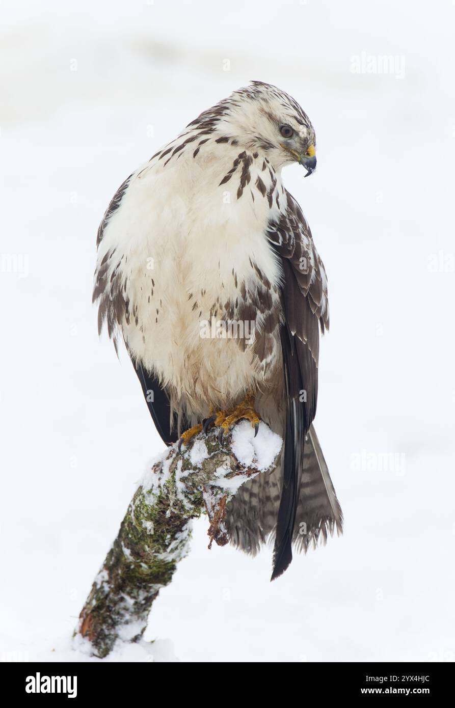 Comune poiana (Buteo buteo) in inverno Foto Stock