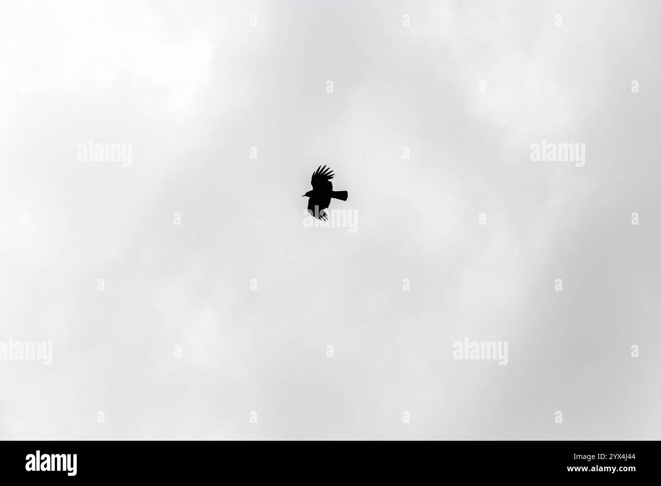 Un uccello solitario si innalza graziosamente contro un cielo georgiano coperto, con una silhouette che spicca in netto contrasto con le morbide nuvole. La scena serena Foto Stock