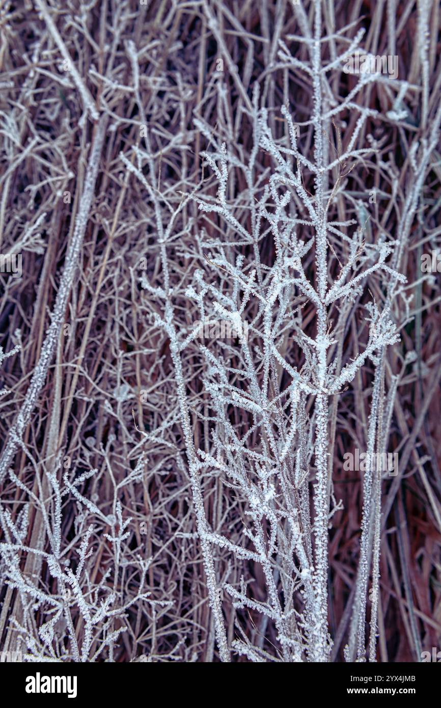 Le foglie ricoperte di ghiaccio si trovano a terra, creando un bel contrasto con l'erba secca in una mattina fredda. Foto Stock