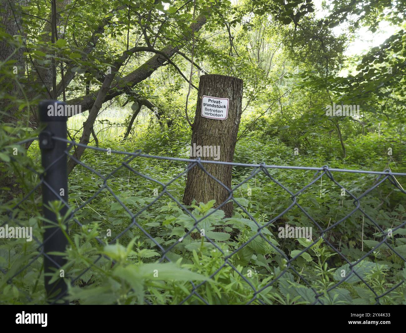 10.06.2024, firma su un terreno giardino nel 21465 Reinbek, proprieta' privata senza inconvenienti Foto Stock