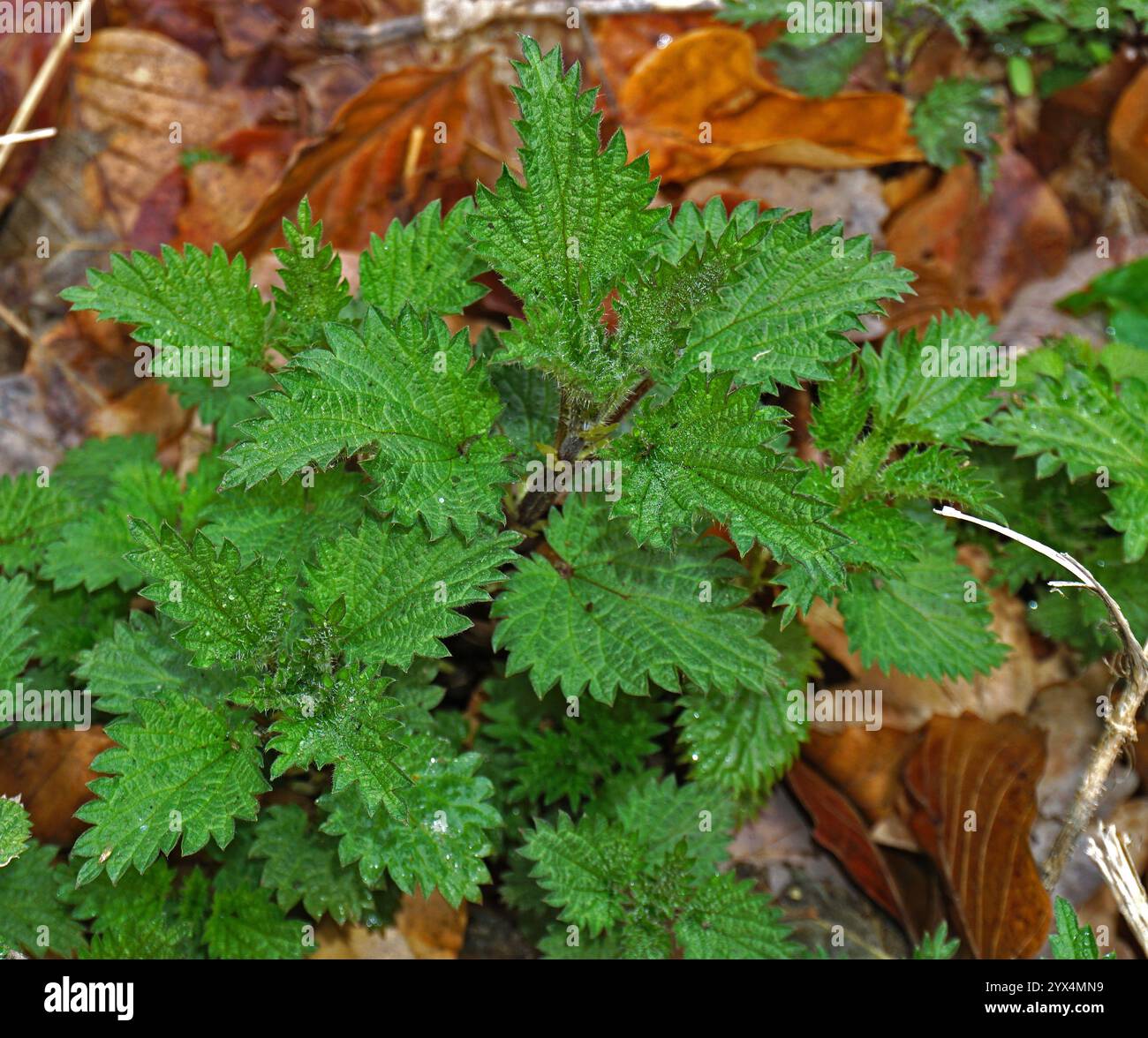 Ortica pungente, urtica dioica, ortica pungente Foto Stock