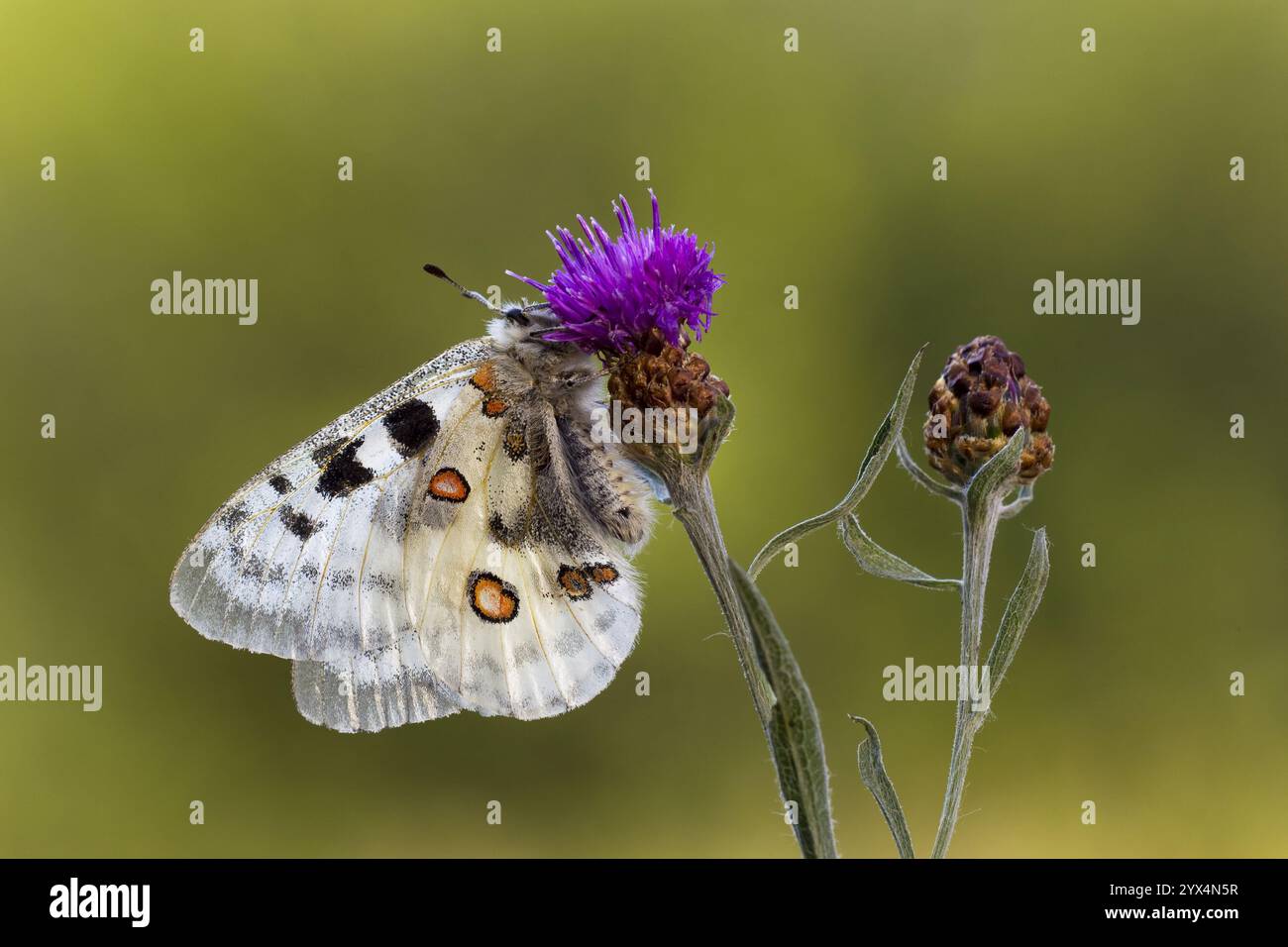 Farfalla di Apollo (Parnassius apollo L.), Mosella Apollo (Parnassius apollo vinningensis) Foto Stock