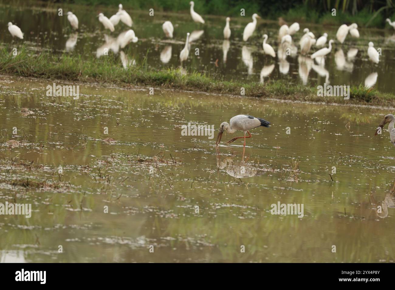 Una bella scena di un open Bill asiatico in cerca di cibo con egrette. Dal villaggio di Kerala Foto Stock